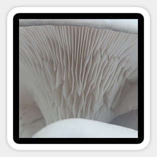 Oyster Mushroom Gills #2 Sticker